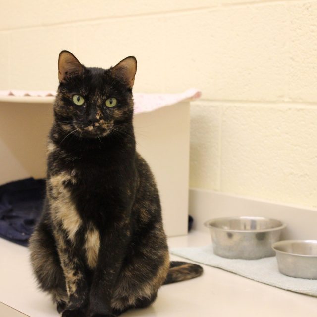 Meet Marilyn, Available For Adoption At The Humane Society Of Vero Beach And Ind