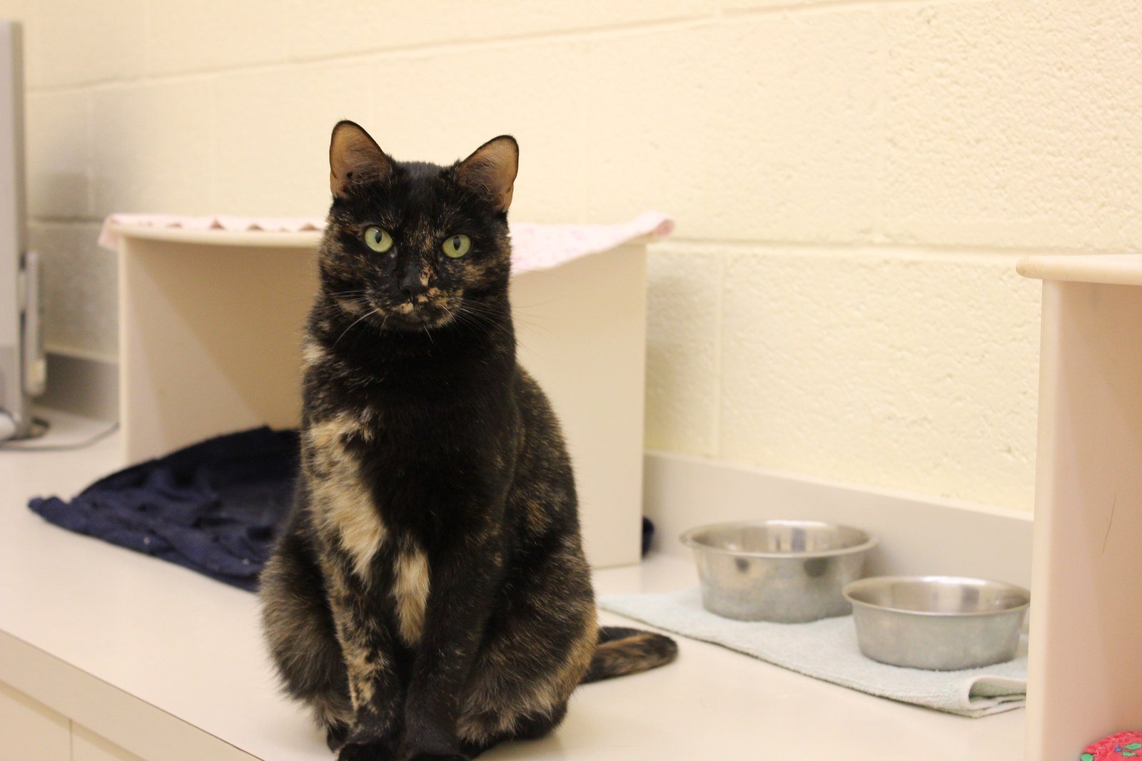 Meet Marilyn, Available For Adoption At The Humane Society Of Vero Beach And Ind