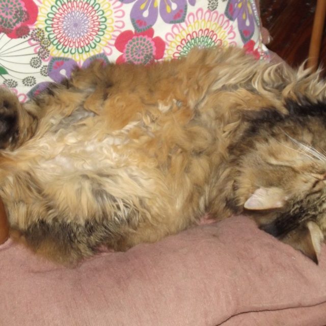 Frankie Chillin'
