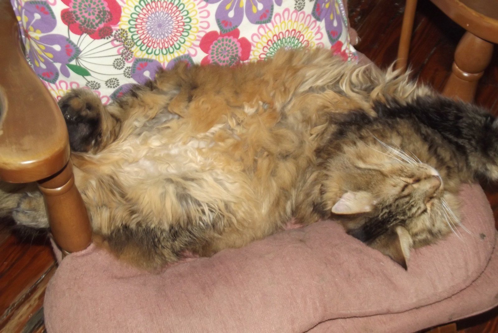 Frankie Chillin'
