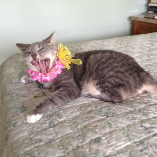 Maui My Meowee.