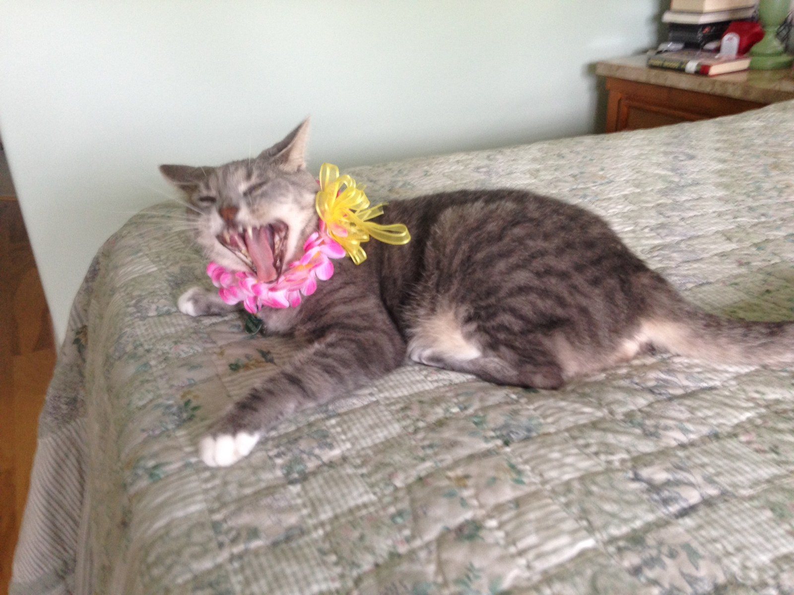 Maui My Meowee.