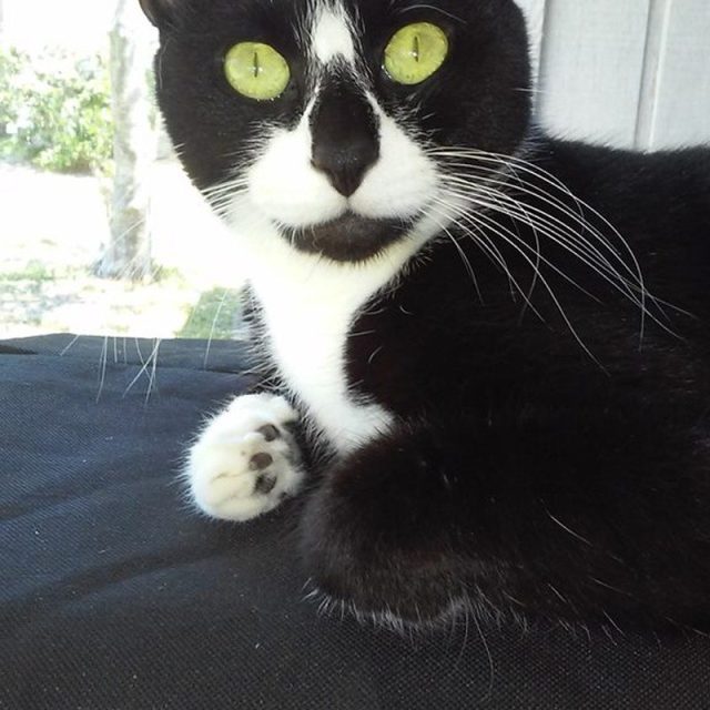 Miss Priss