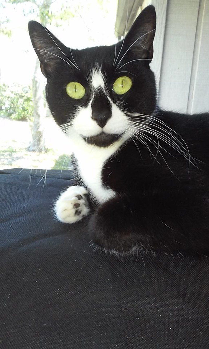 Miss Priss