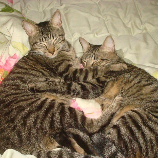 Cat Heart