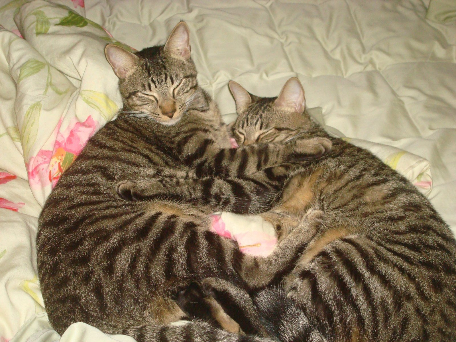 Cat Heart