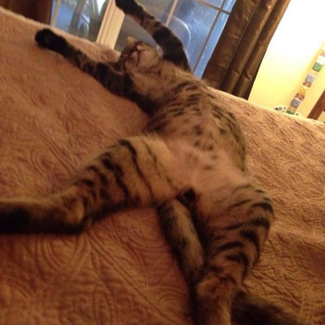 Bowie Praising The Lort