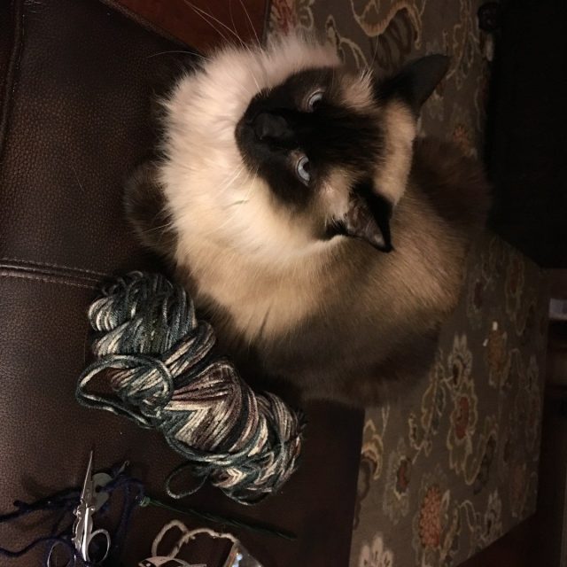 I Knitted A Cat