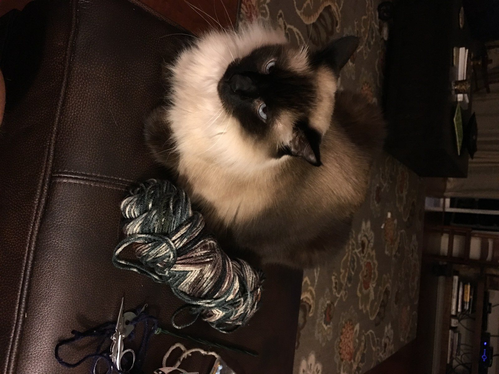 I Knitted A Cat