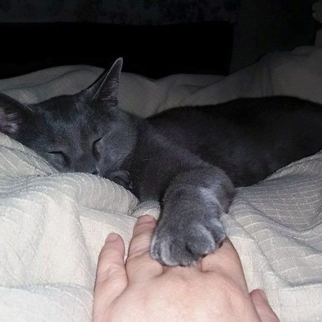 Holding Paws
