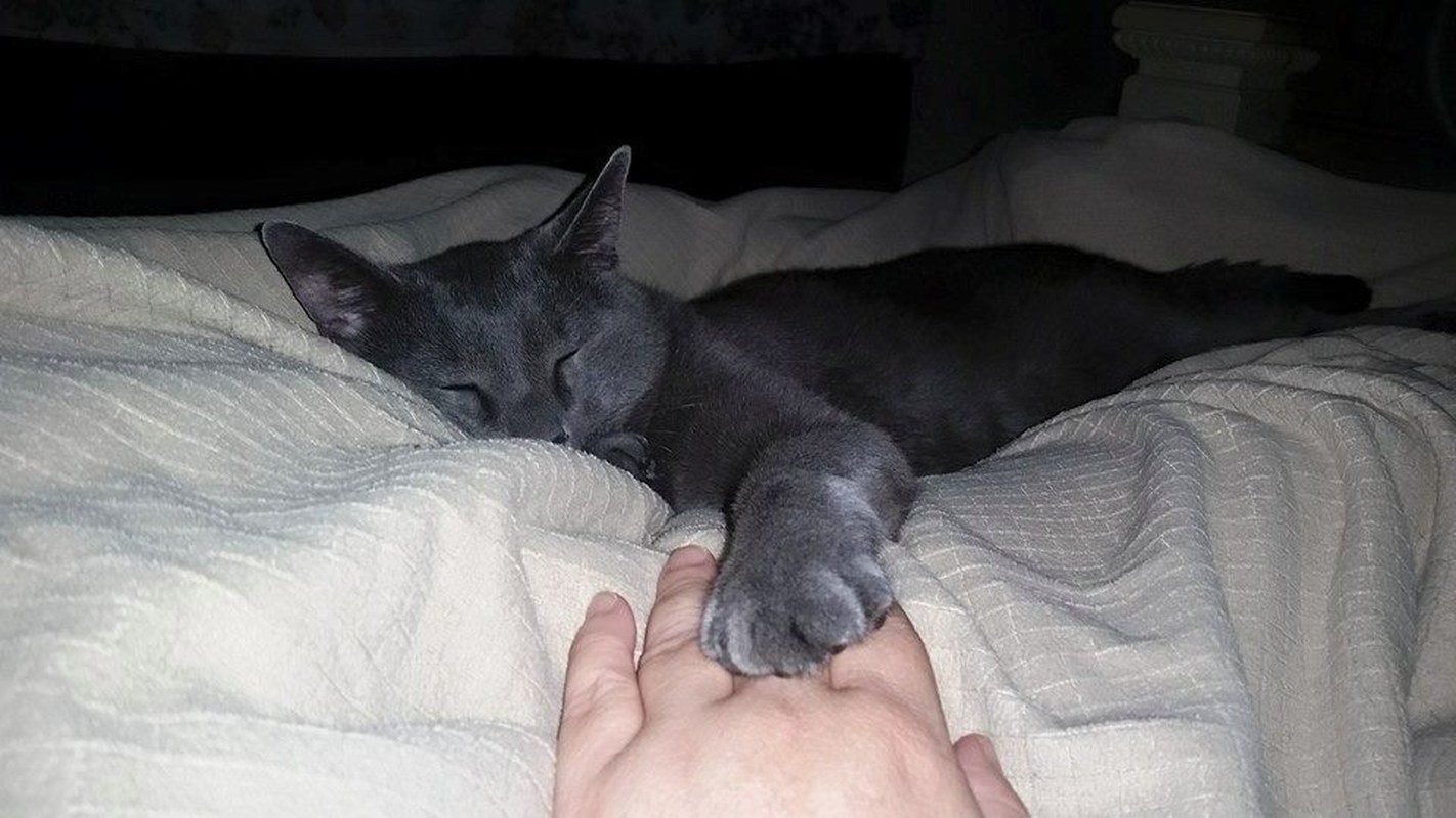 Holding Paws
