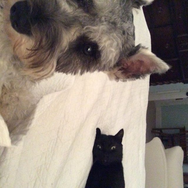 Kitty Photo Bomb!