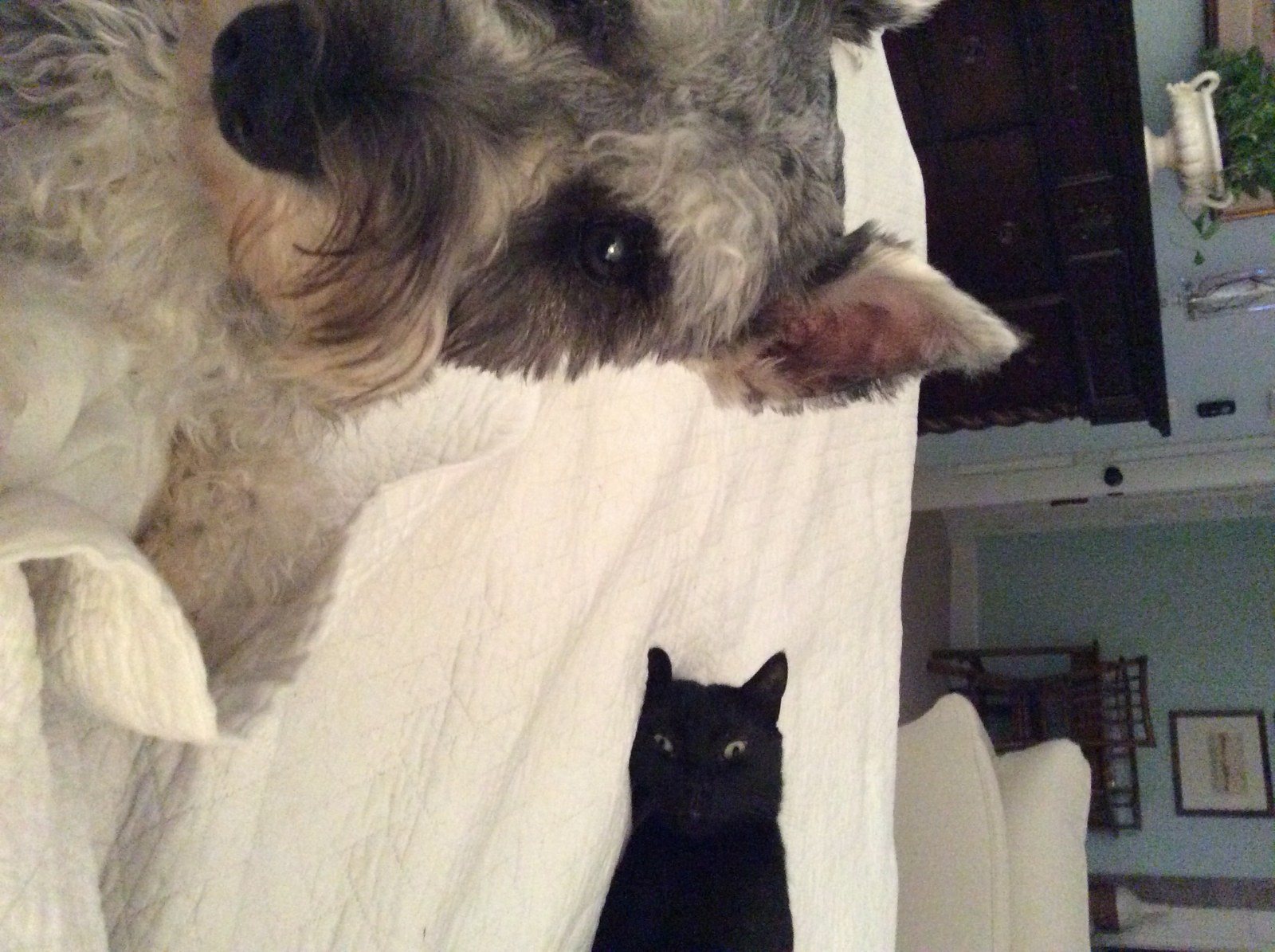 Kitty Photo Bomb!