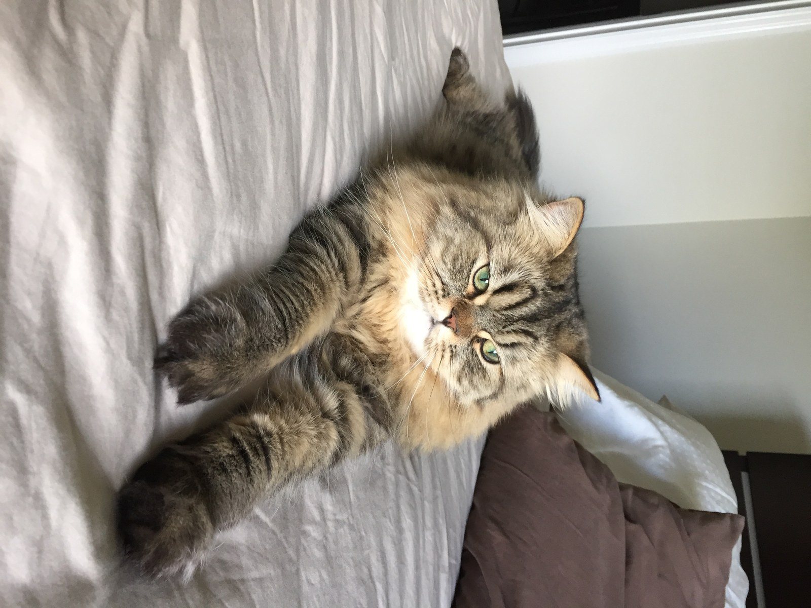 Hi I'm Gizmo ! I Love Selfies !