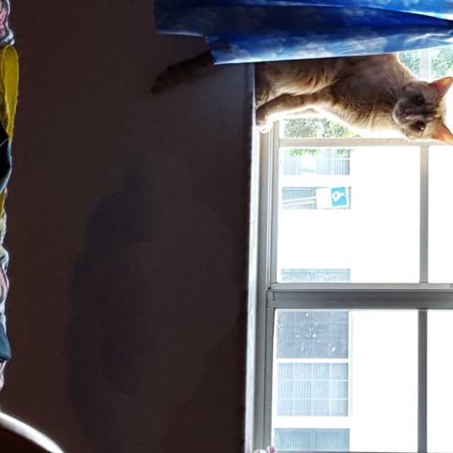 Window Kitty