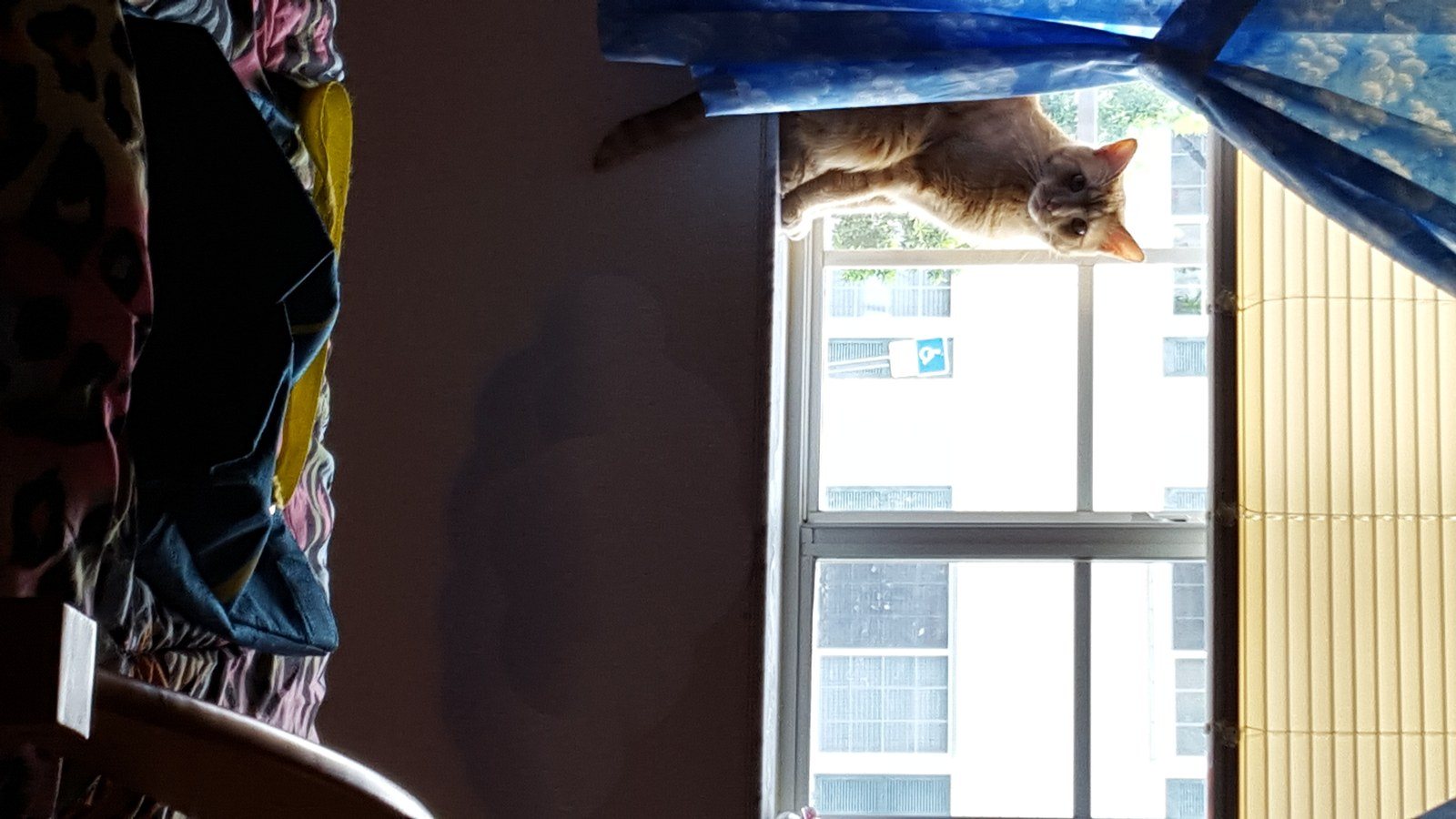 Window Kitty