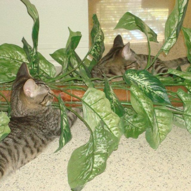 In The Jungle