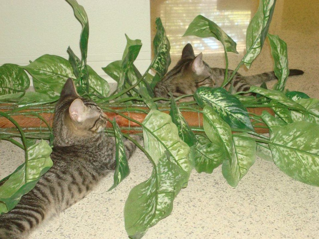 In The Jungle