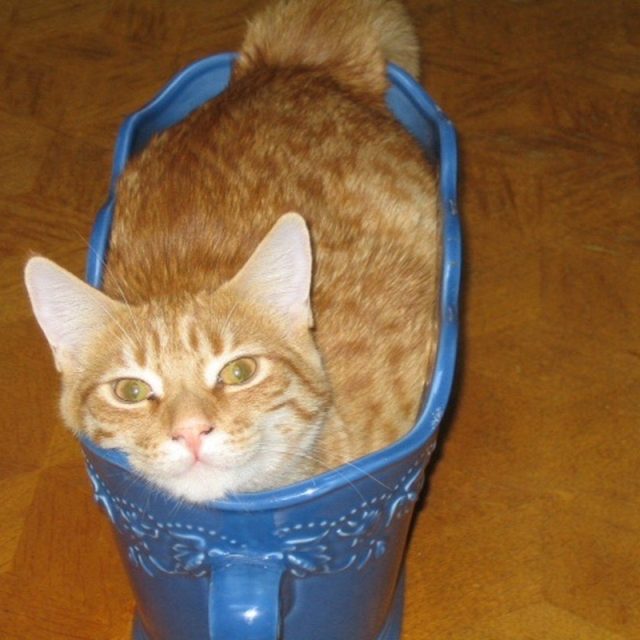 Potted Cat