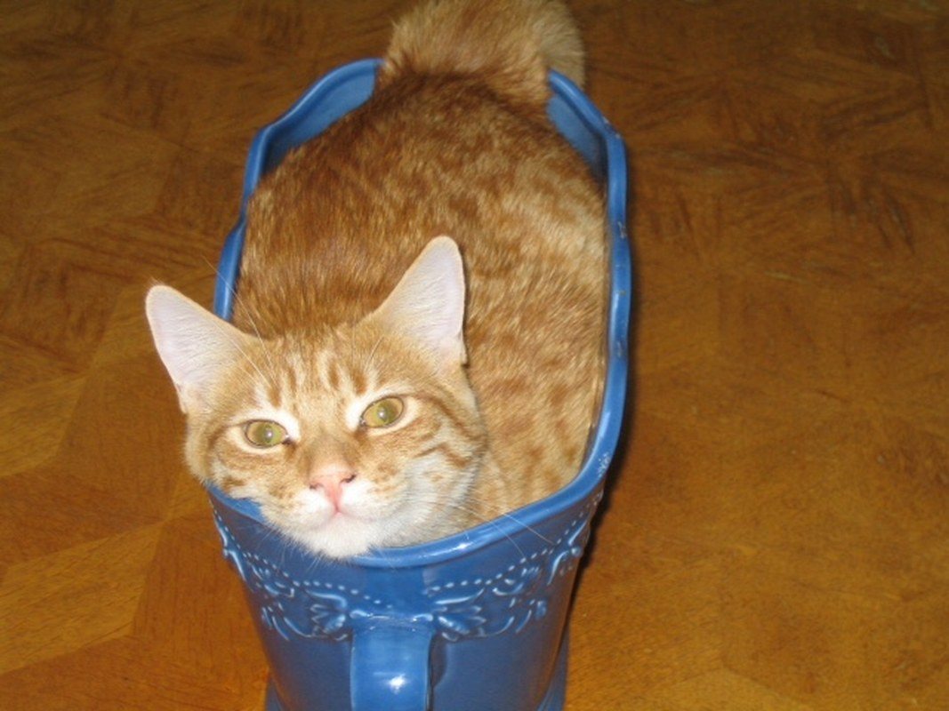 Potted Cat