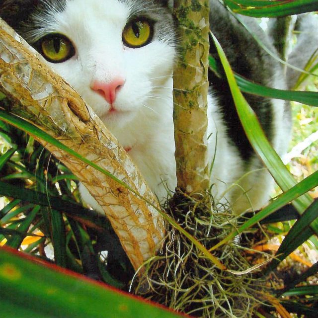 I See You!