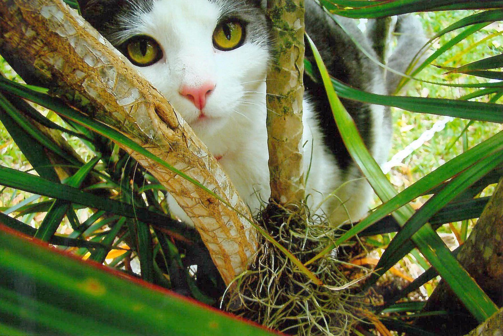 I See You!