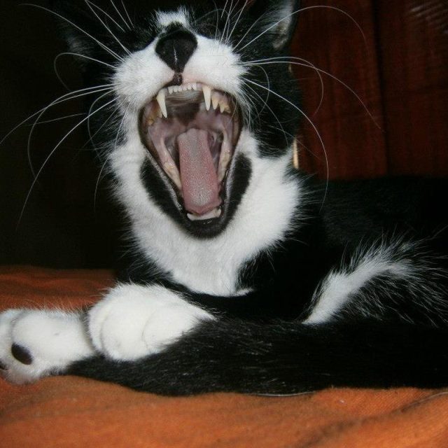 Can You Hear My Roar?