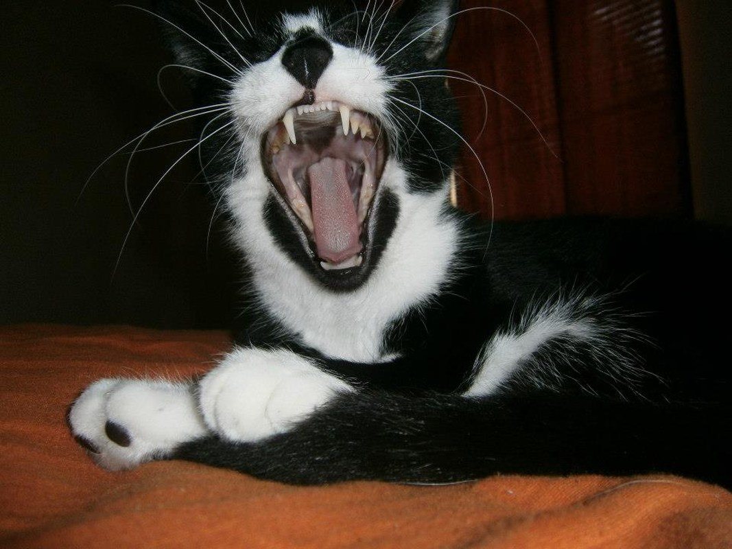 Can You Hear My Roar?