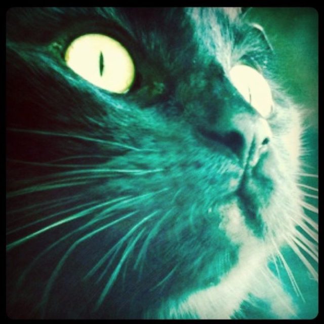 Mr Whiskers