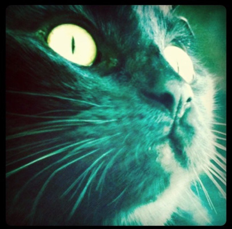 Mr Whiskers