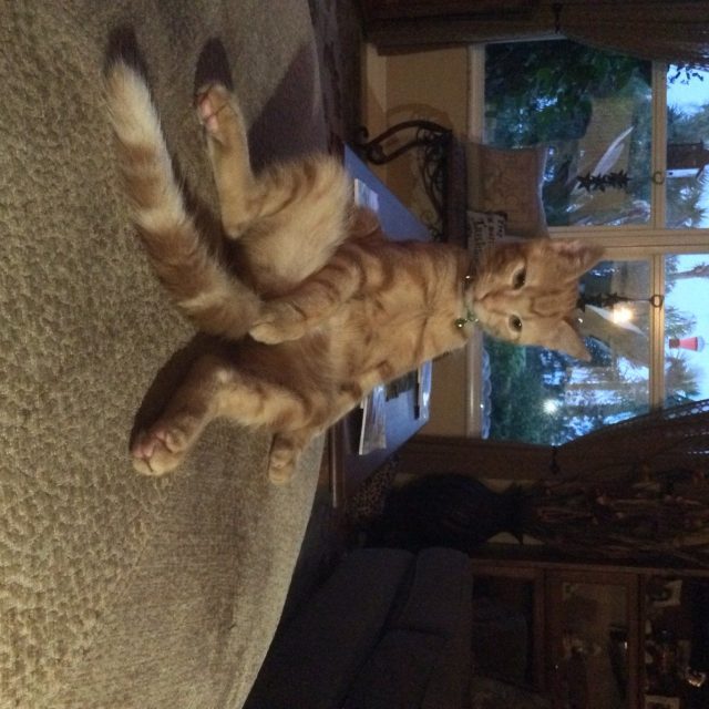 Petey Is Chilling Out!