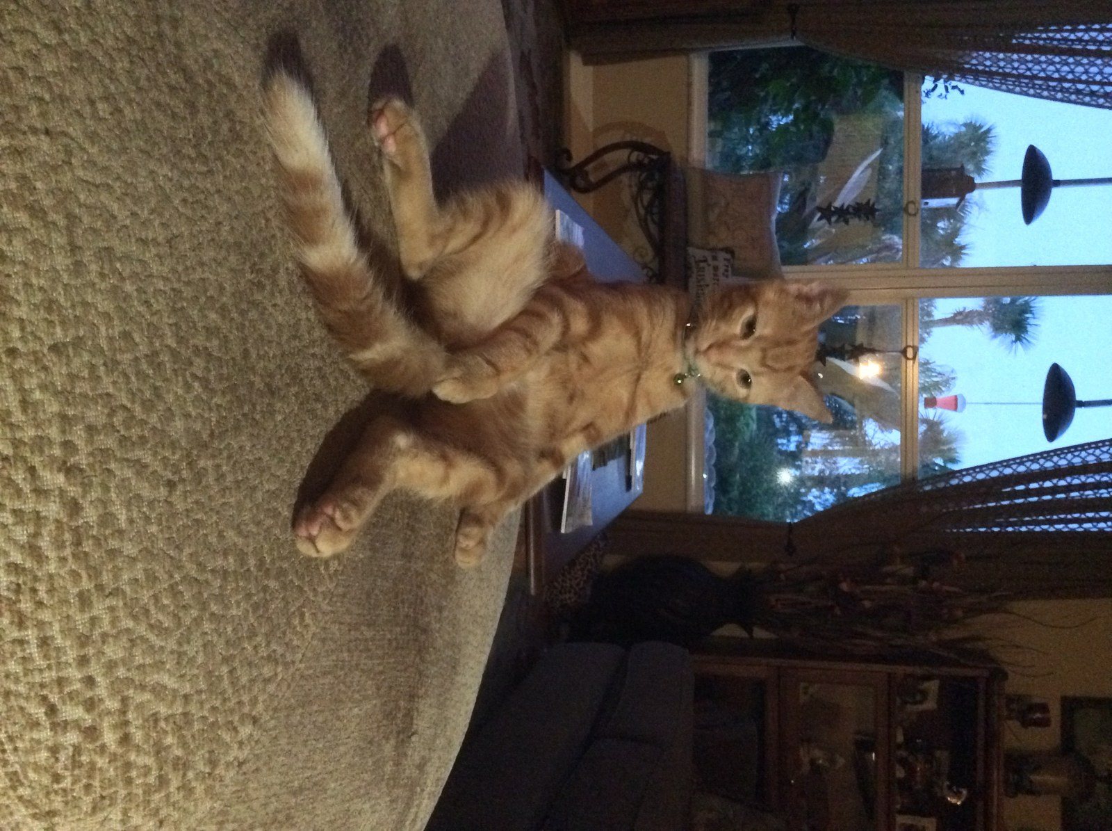 Petey Is Chilling Out!