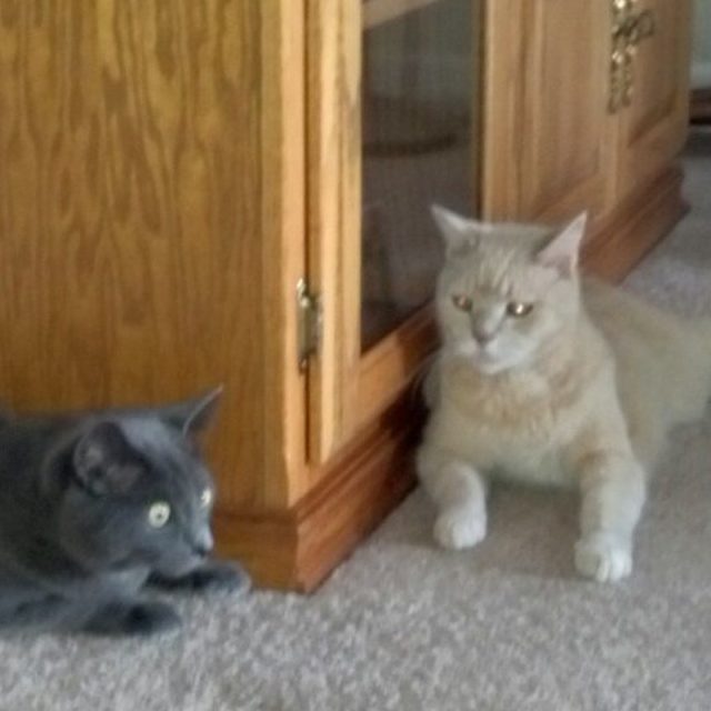 But I Can See You Silly Brother