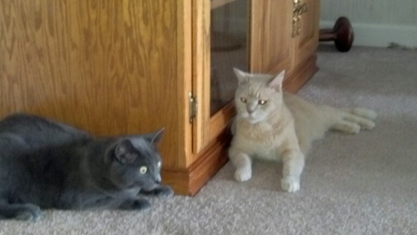 But I Can See You Silly Brother