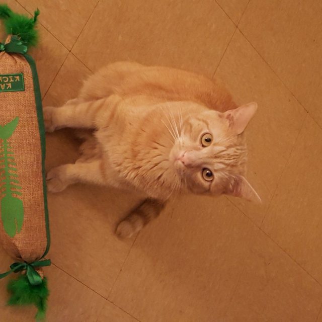 Play With Me