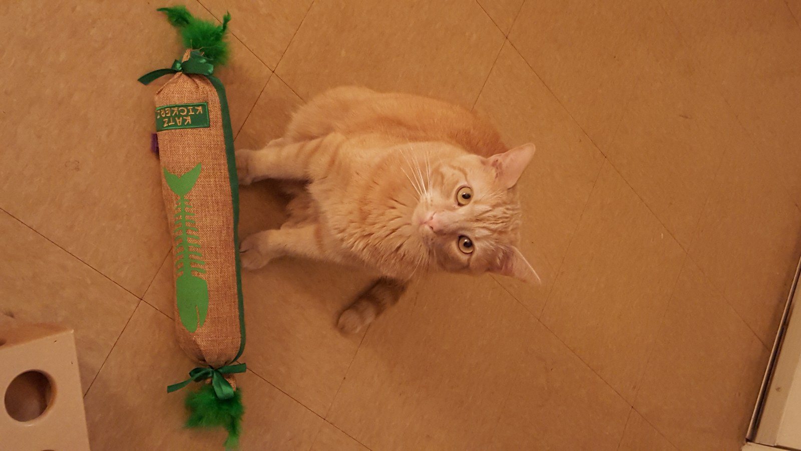 Play With Me