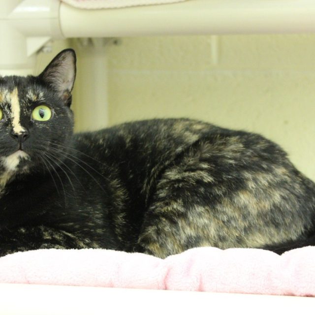 Meet Sofia, Available For Adoption At The Humane Society Of Vero Beach And India