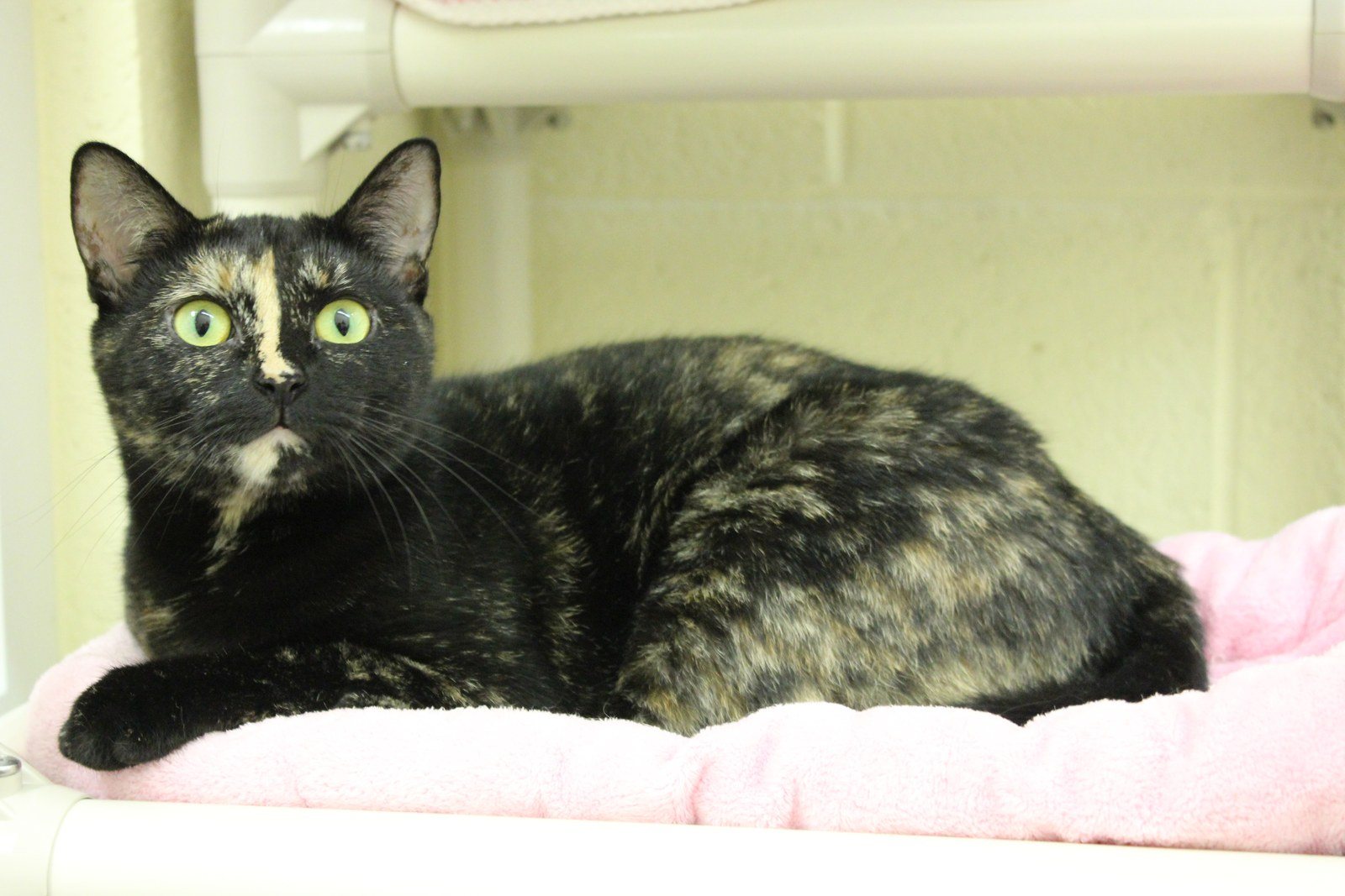 Meet Sofia, Available For Adoption At The Humane Society Of Vero Beach And India