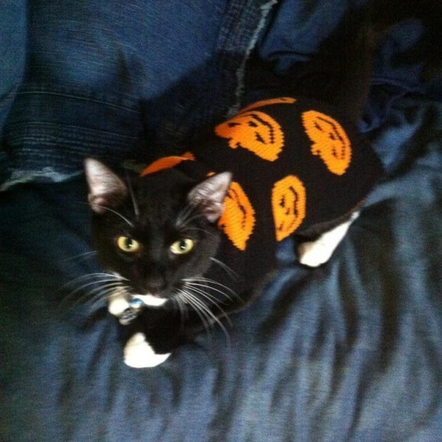 Halloween Kitty