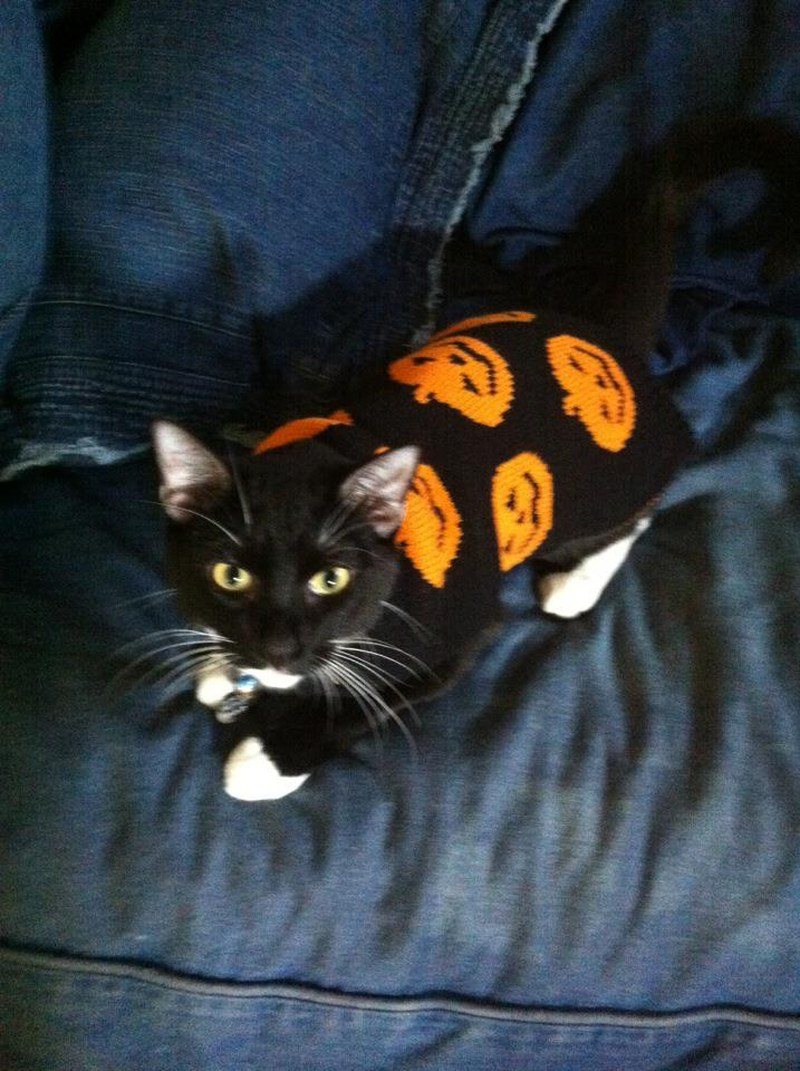 Halloween Kitty