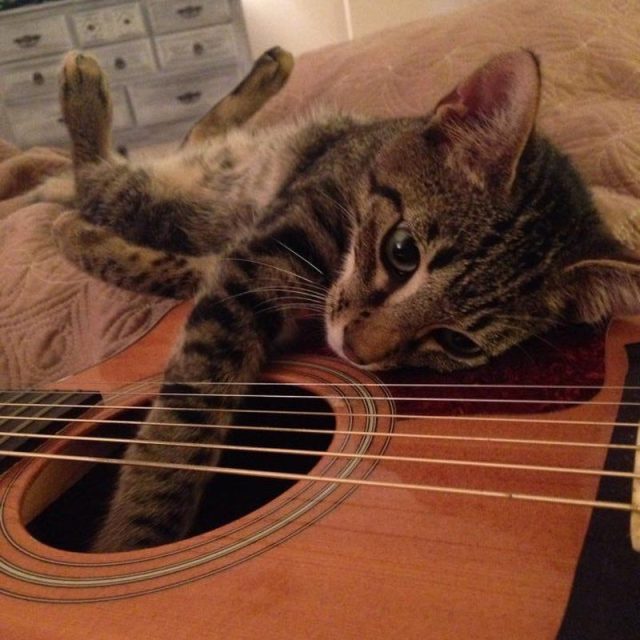 Bowie Living Up To His Name. ;)