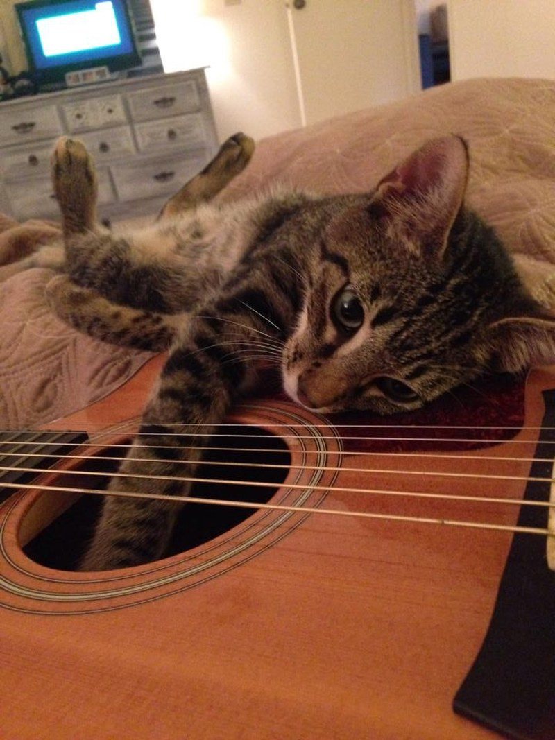 Bowie Living Up To His Name. ;)