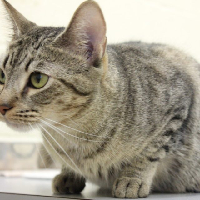 Meet June Cleaver, Available For Adoption At The Humane Society Of Vero Beach An