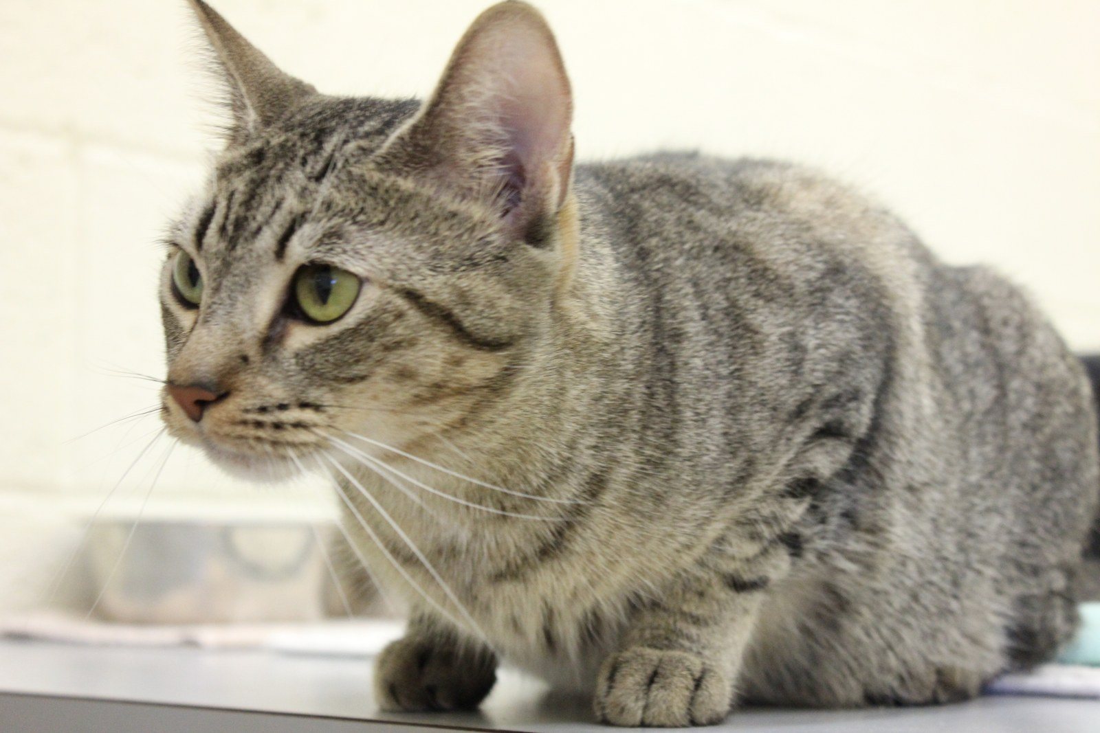 Meet June Cleaver, Available For Adoption At The Humane Society Of Vero Beach An