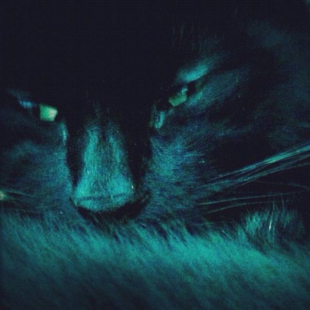 PURRfect Kitty