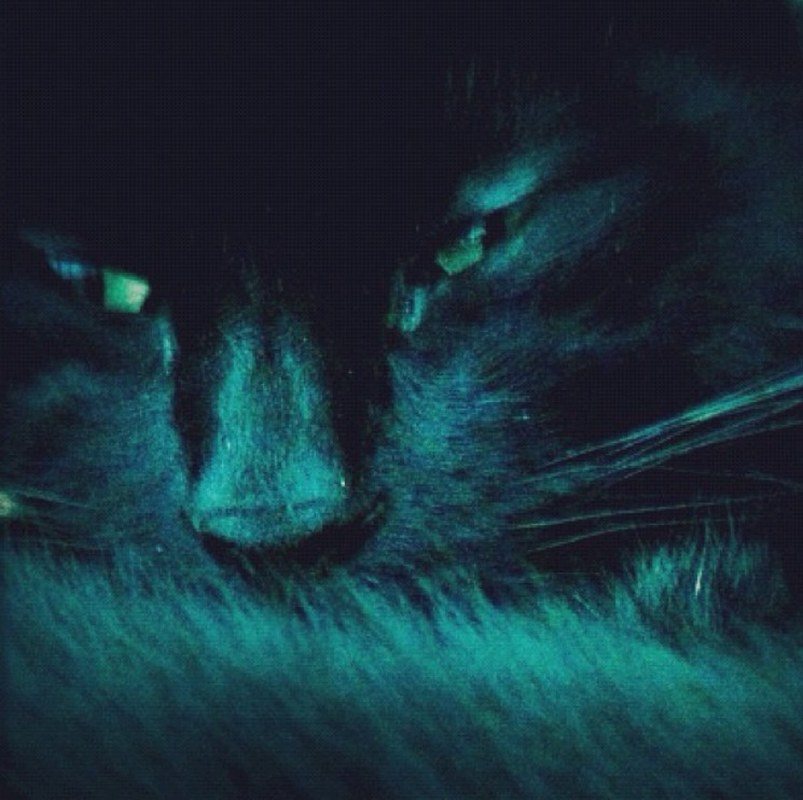 PURRfect Kitty