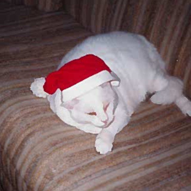 Santa Blackie