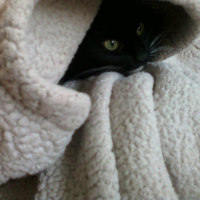 Blanket Princess.