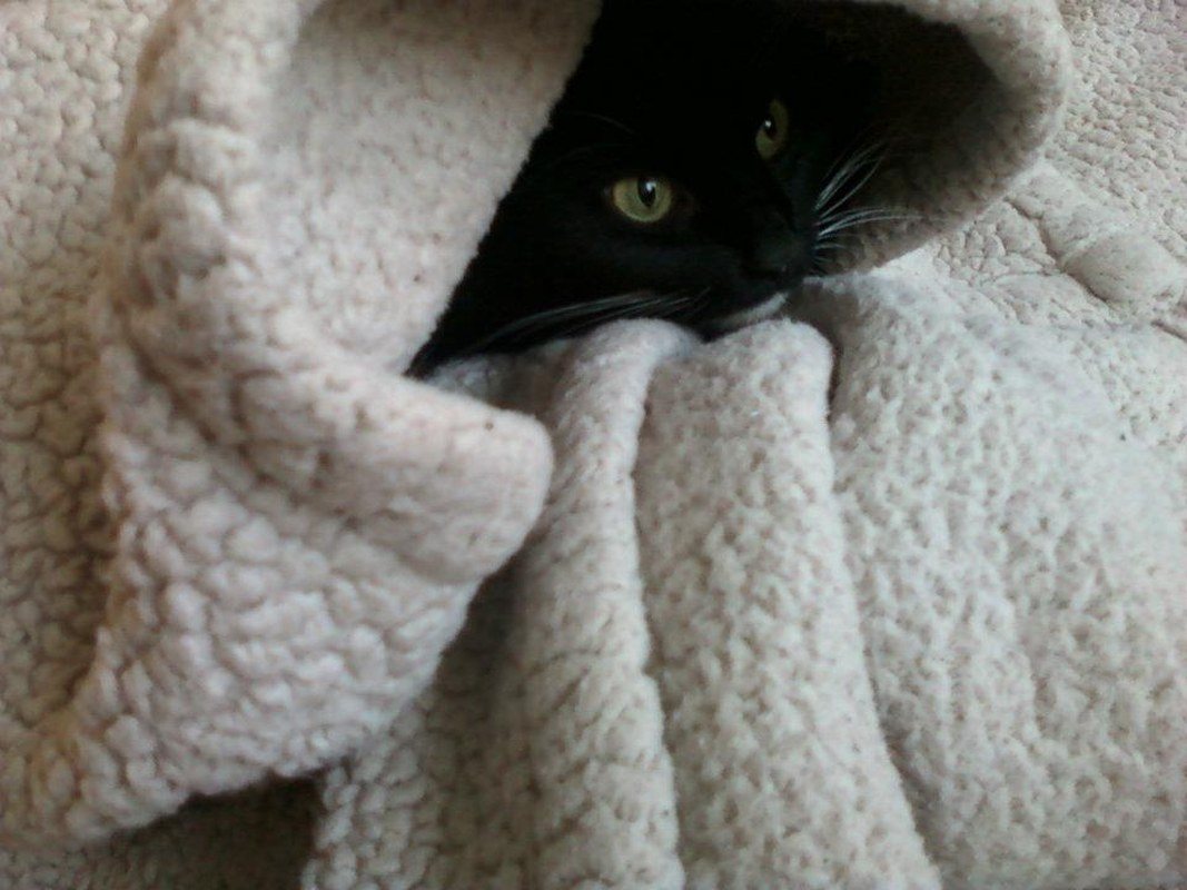 Blanket Princess.