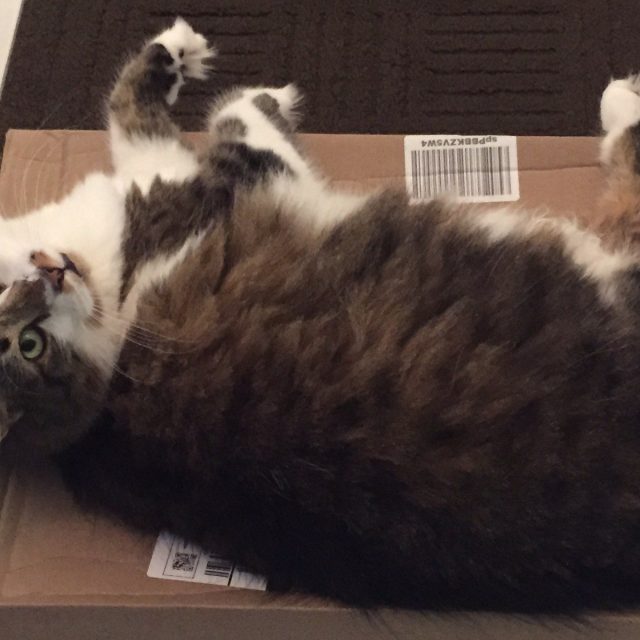 Simba Loves Boxes. Any Boxes